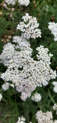 Achillea millefolium