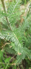 Achillea millefolium