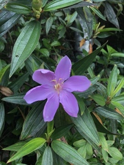 Melastoma septemnervium