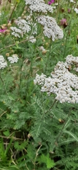 Achillea millefolium