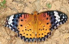 Argynnis hyperbius