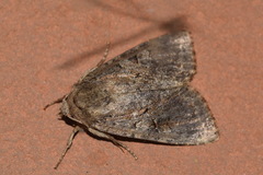 Apterogenum ypsillon