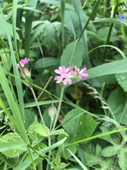 Silene dioica