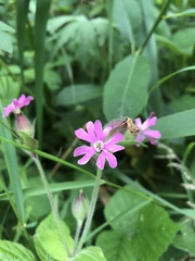 Silene dioica