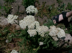 Achillea millefolium