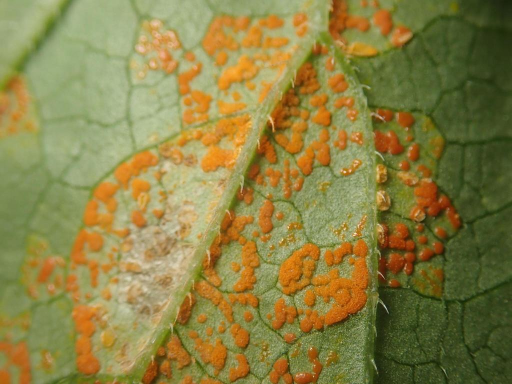 Coleosporiaceae