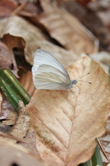 Pieris virginiensis