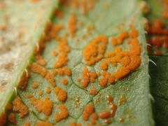 Coleosporium campanulae