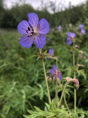 Geranium pratense