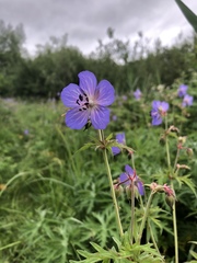 Geranium pratense