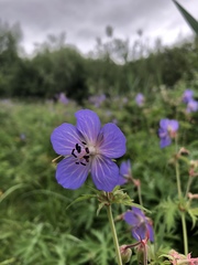 Geranium pratense