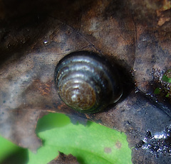 Perforatella bidentata