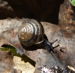 Perforatella bidentata