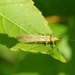 Yellow Sally Stonefly - Photo (c) anonymous, some rights reserved (CC BY-NC)