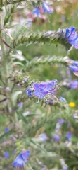Echium vulgare