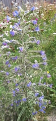 Echium vulgare