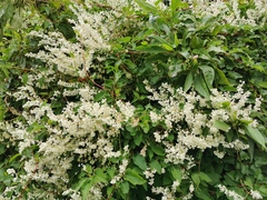 Fallopia baldschuanica