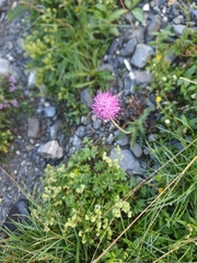 Carduus defloratus