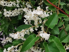 Fallopia baldschuanica