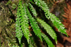 Blechnum chambersii