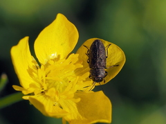 Anthaxia nigrojubata