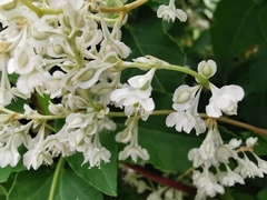 Fallopia baldschuanica