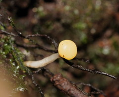 Vibrissea dura