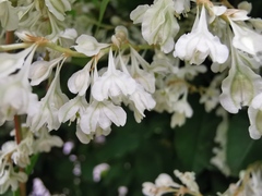 Fallopia baldschuanica