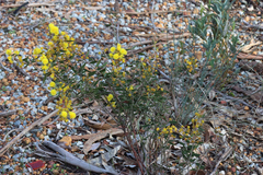 Acacia nervosa