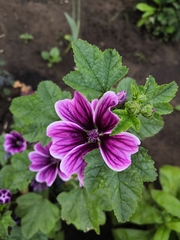 Malva sylvestris