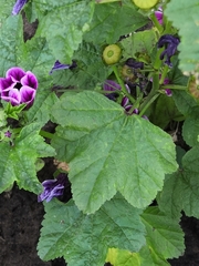Malva sylvestris