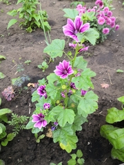 Malva sylvestris