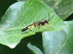 Ichneumon xanthorius