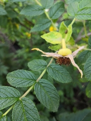 Rosa rugosa