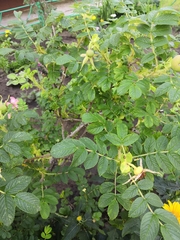 Rosa rugosa