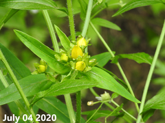 Hypericum ascyron