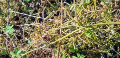 Cassytha pubescens