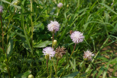 Cirsium