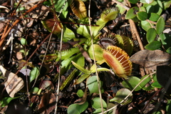 Dionaea muscipula