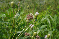 Cirsium