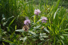 Cirsium