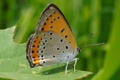 Lycaena dispar