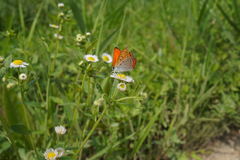 Lycaena dispar