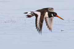 Haematopus ostralegus