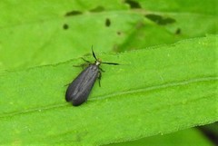 Dichomeris nonstrigella