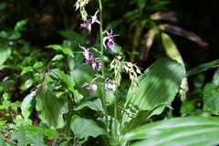 Calanthe puberula