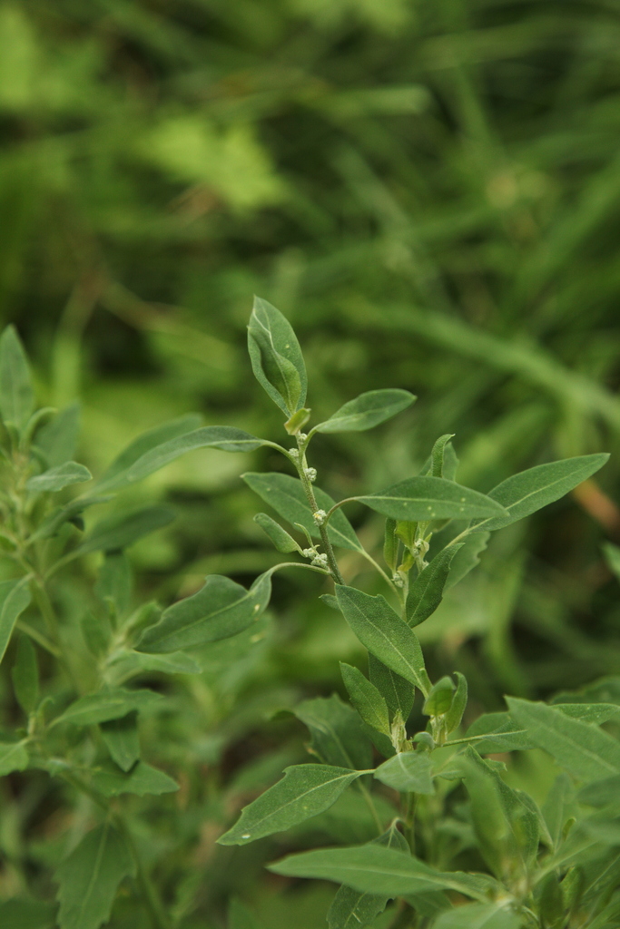 Striped Goosefoot