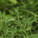 Chenopodium betaceum - Photo (c) Aleksandr_Levon, algunos derechos reservados (CC BY-NC), subido por Aleksandr_Levon