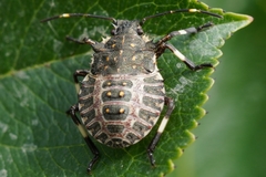 Halyomorpha halys