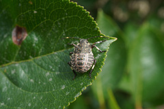 Halyomorpha halys